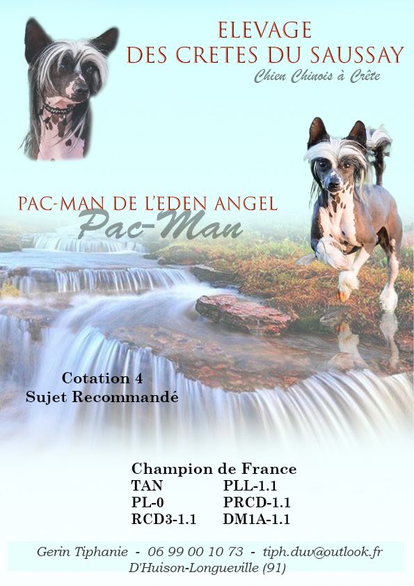 CH. Pac-man De L'eden Angel