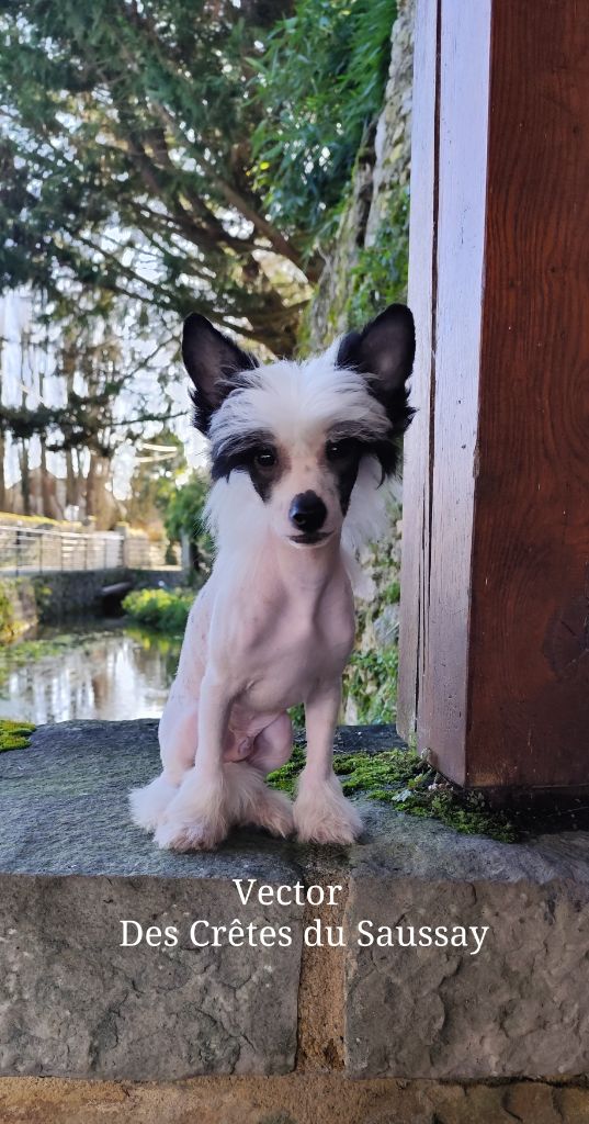 Des Crêtes Du Saussay - Chiot disponible  - Chien chinois à crête