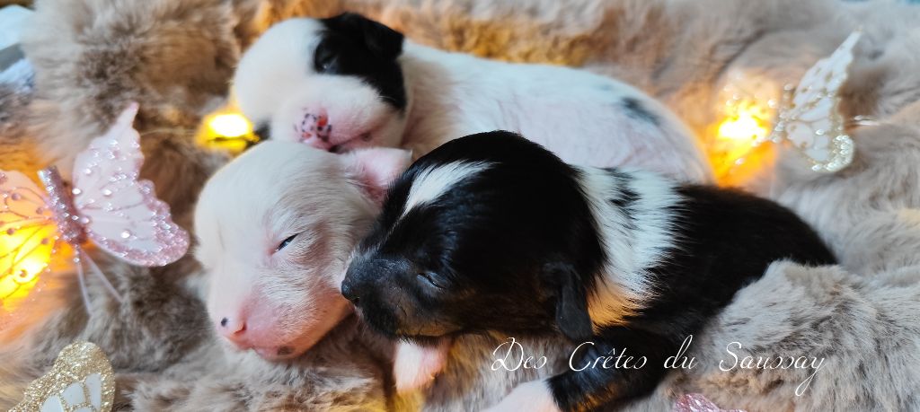 chiot Chien chinois à crête Des Crêtes Du Saussay