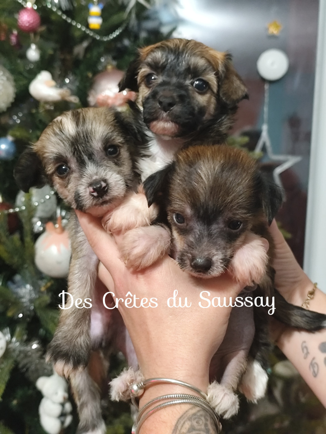 Des Crêtes Du Saussay - Team Christmas boys