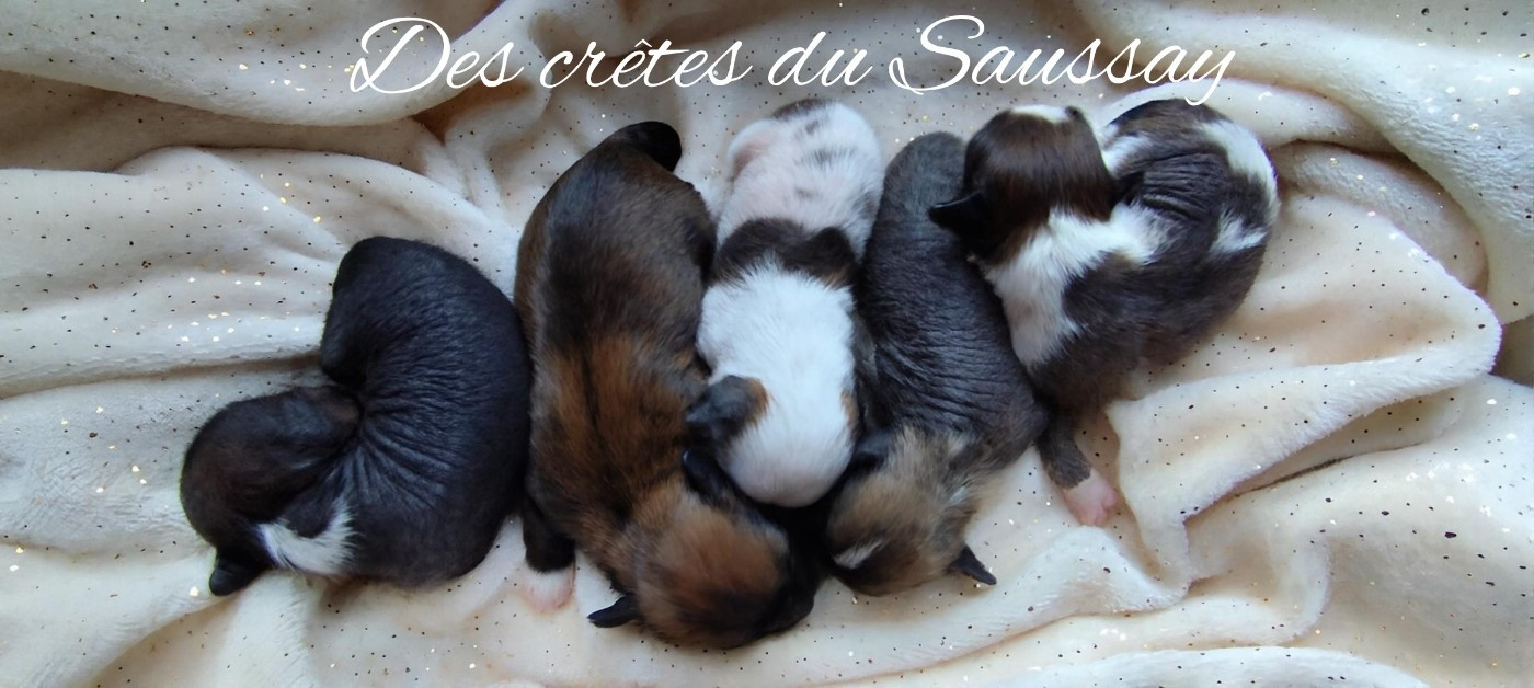 Chiot Chien chinois à crête Des Crêtes Du Saussay