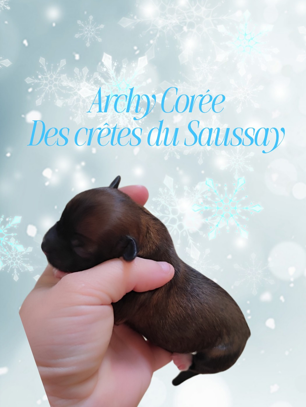 Des Crêtes Du Saussay - Chiots disponibles - Chien chinois à crête