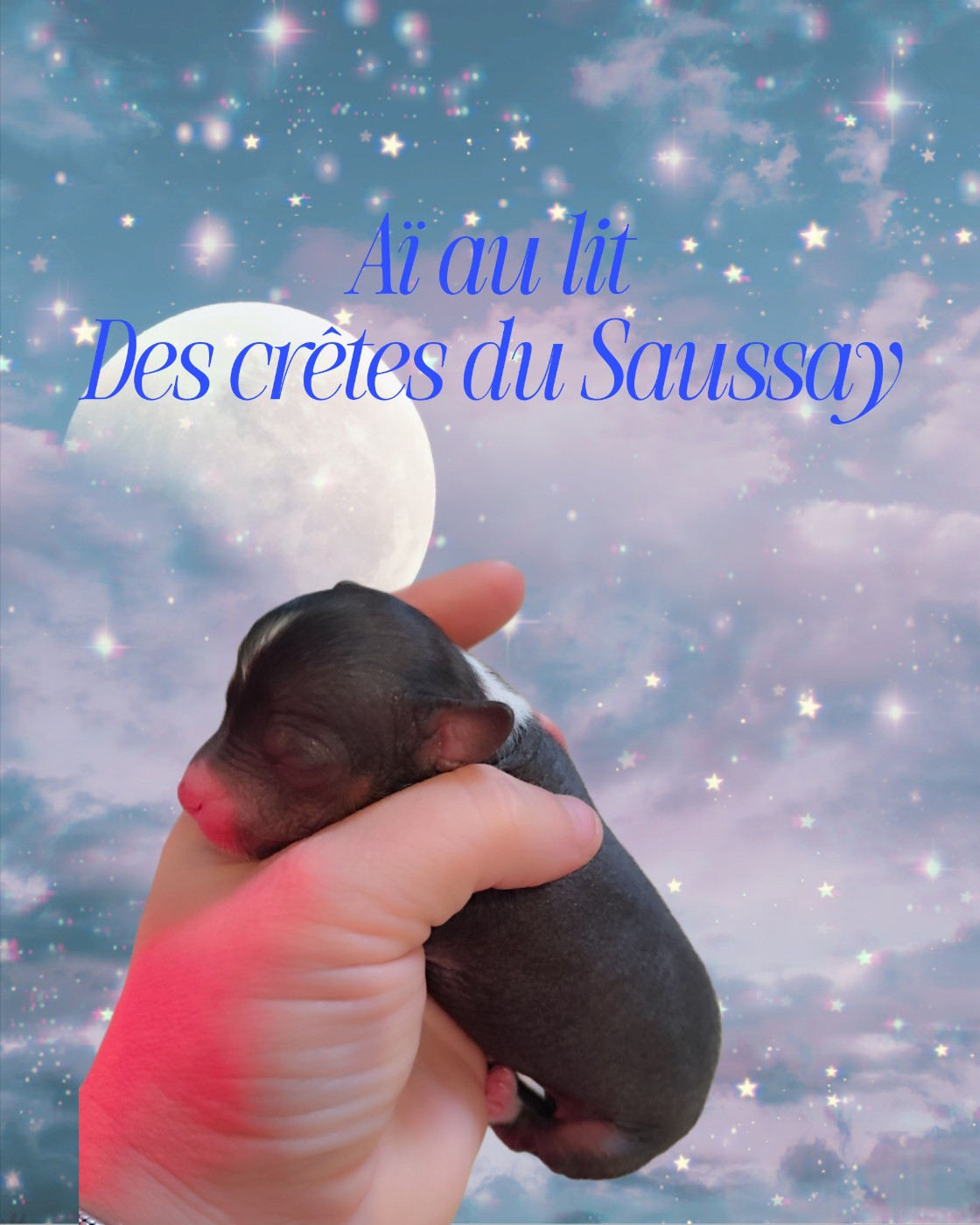 Des Crêtes Du Saussay - Chiots disponibles - Chien chinois à crête