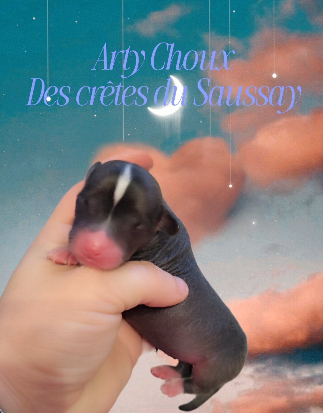 Des Crêtes Du Saussay - Chiots disponibles - Chien chinois à crête