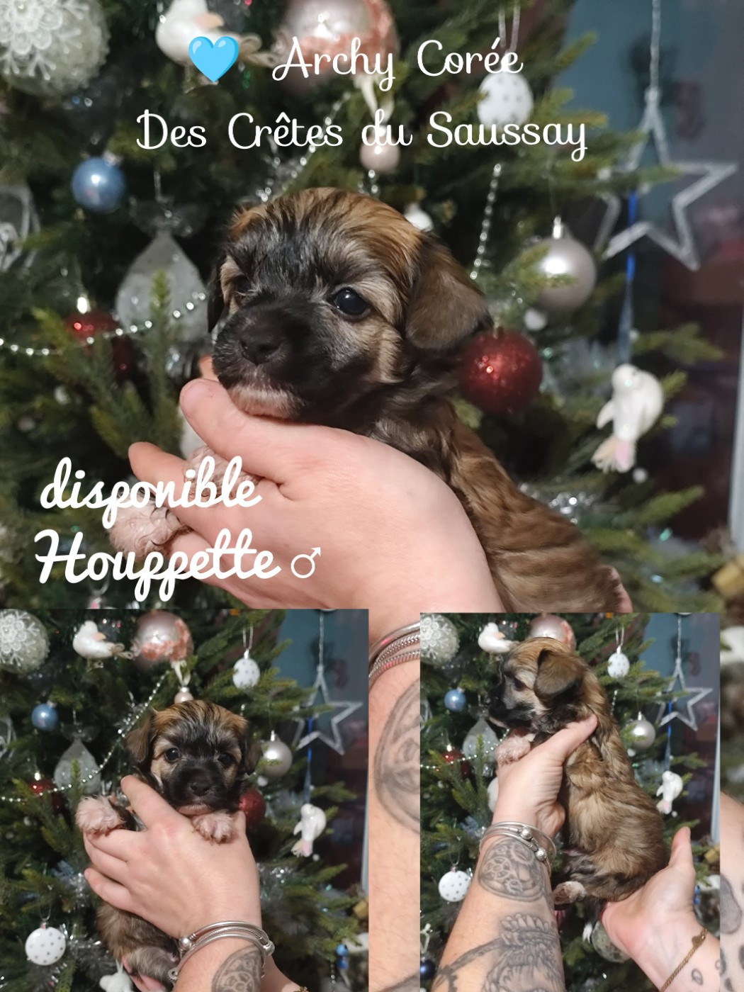 Des Crêtes Du Saussay - Chiots disponibles - Chien chinois à crête