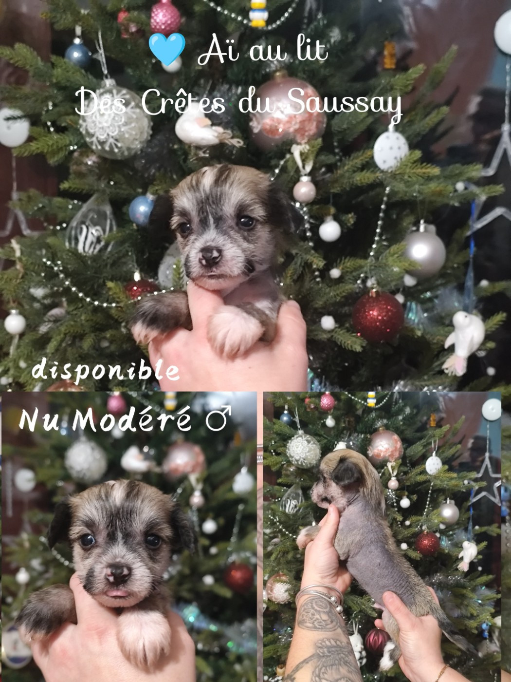 Des Crêtes Du Saussay - Chiots disponibles - Chien chinois à crête