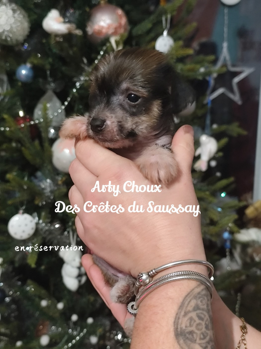 Des Crêtes Du Saussay - Chiots disponibles - Chien chinois à crête