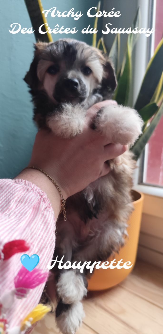 Des Crêtes Du Saussay - Chiots disponibles - Chien chinois à crête