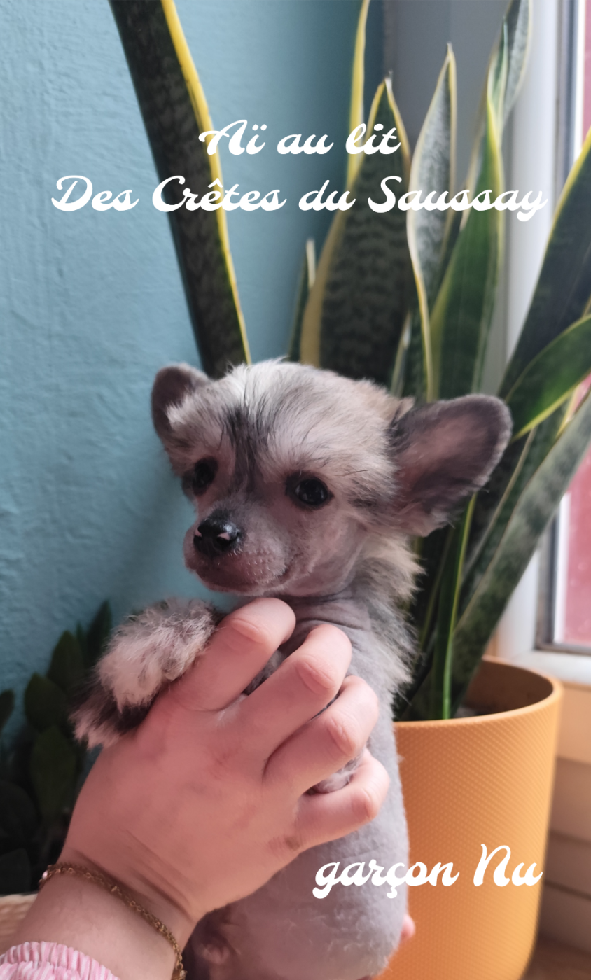 Des Crêtes Du Saussay - Chiots disponibles - Chien chinois à crête