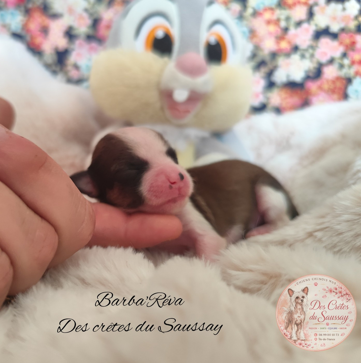 Des Crêtes Du Saussay - Chiots disponibles - Chien chinois à crête