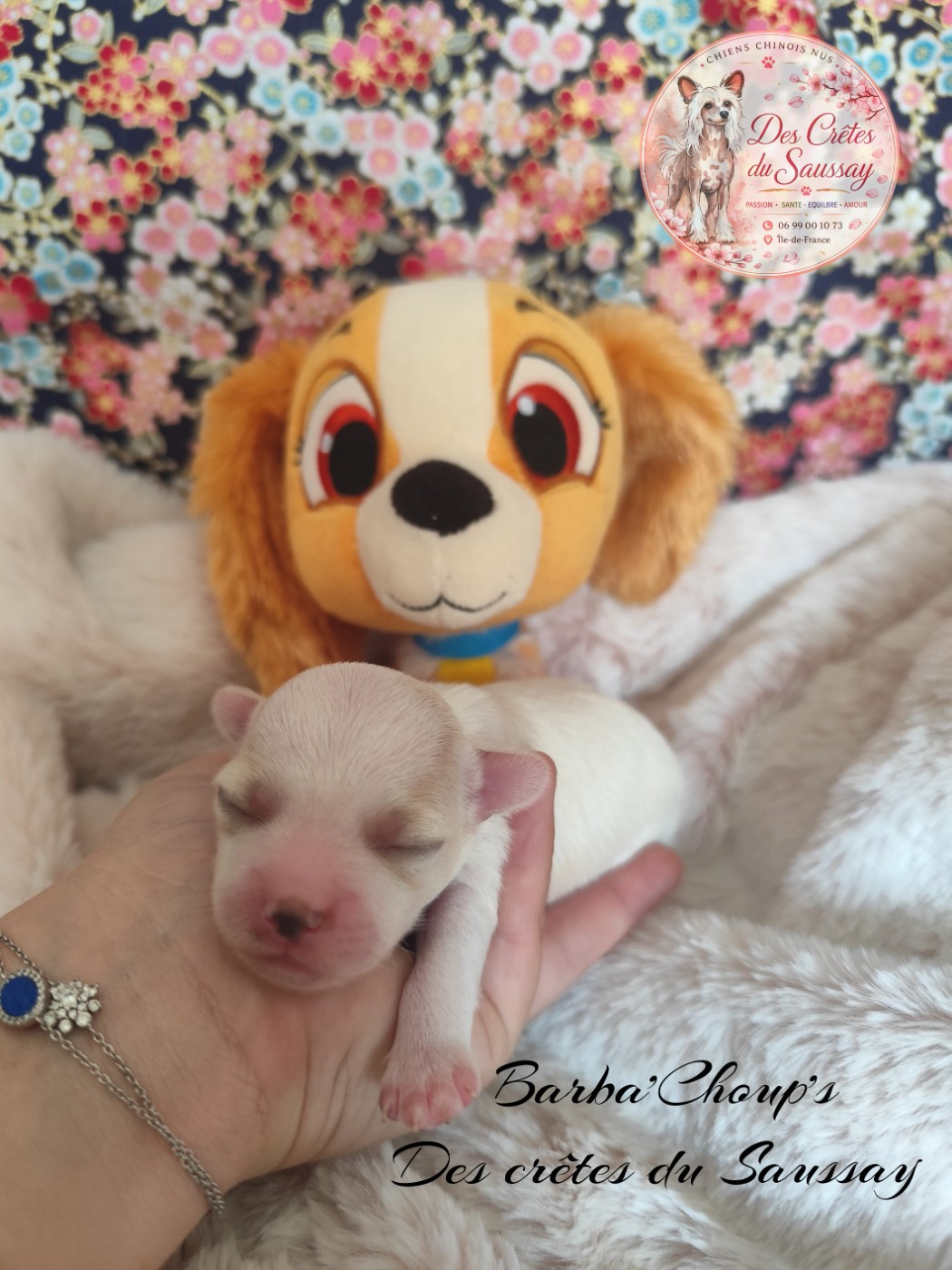 Des Crêtes Du Saussay - Chiots disponibles - Chien chinois à crête