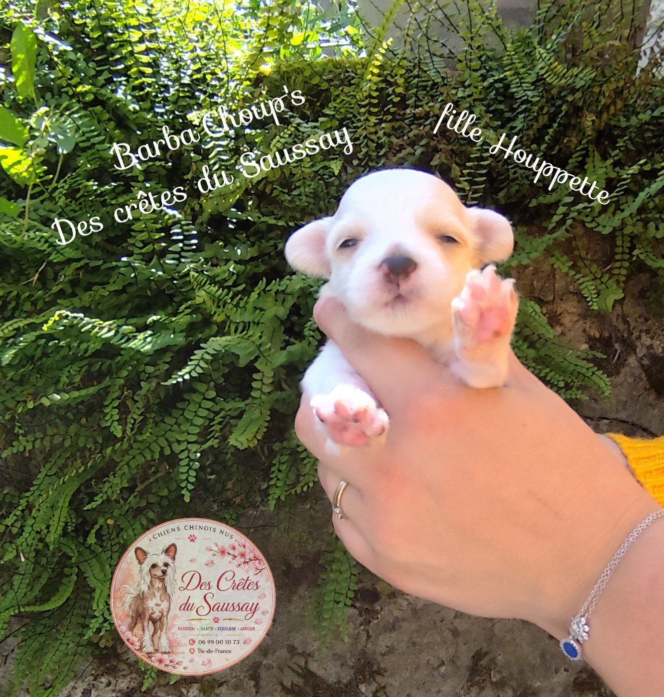 Des Crêtes Du Saussay - Chiots disponibles - Chien chinois à crête