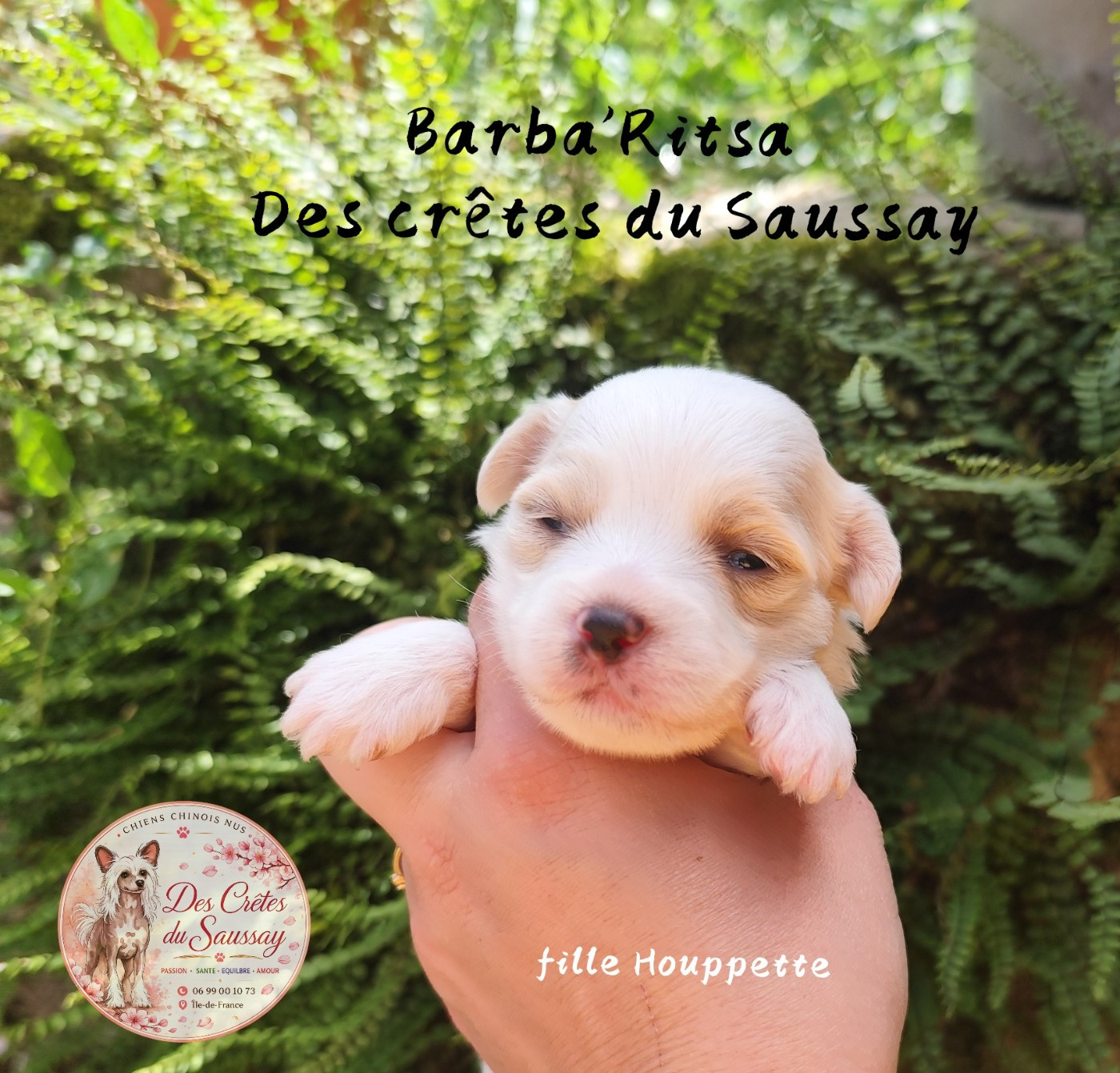 Des Crêtes Du Saussay - Chiots disponibles - Chien chinois à crête