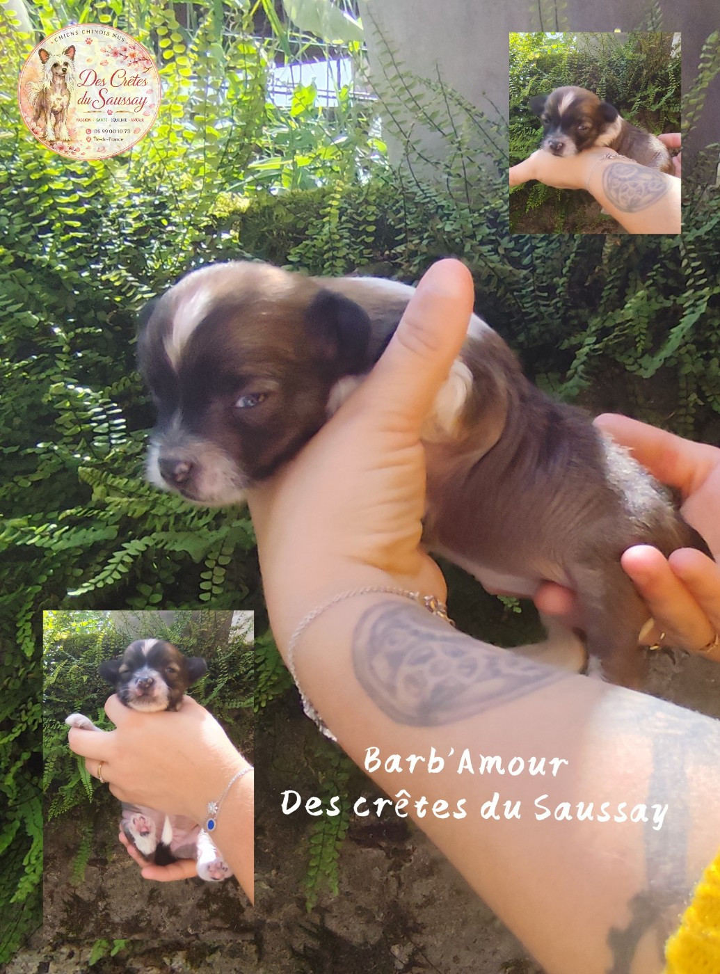 Des Crêtes Du Saussay - Chiots disponibles - Chien chinois à crête