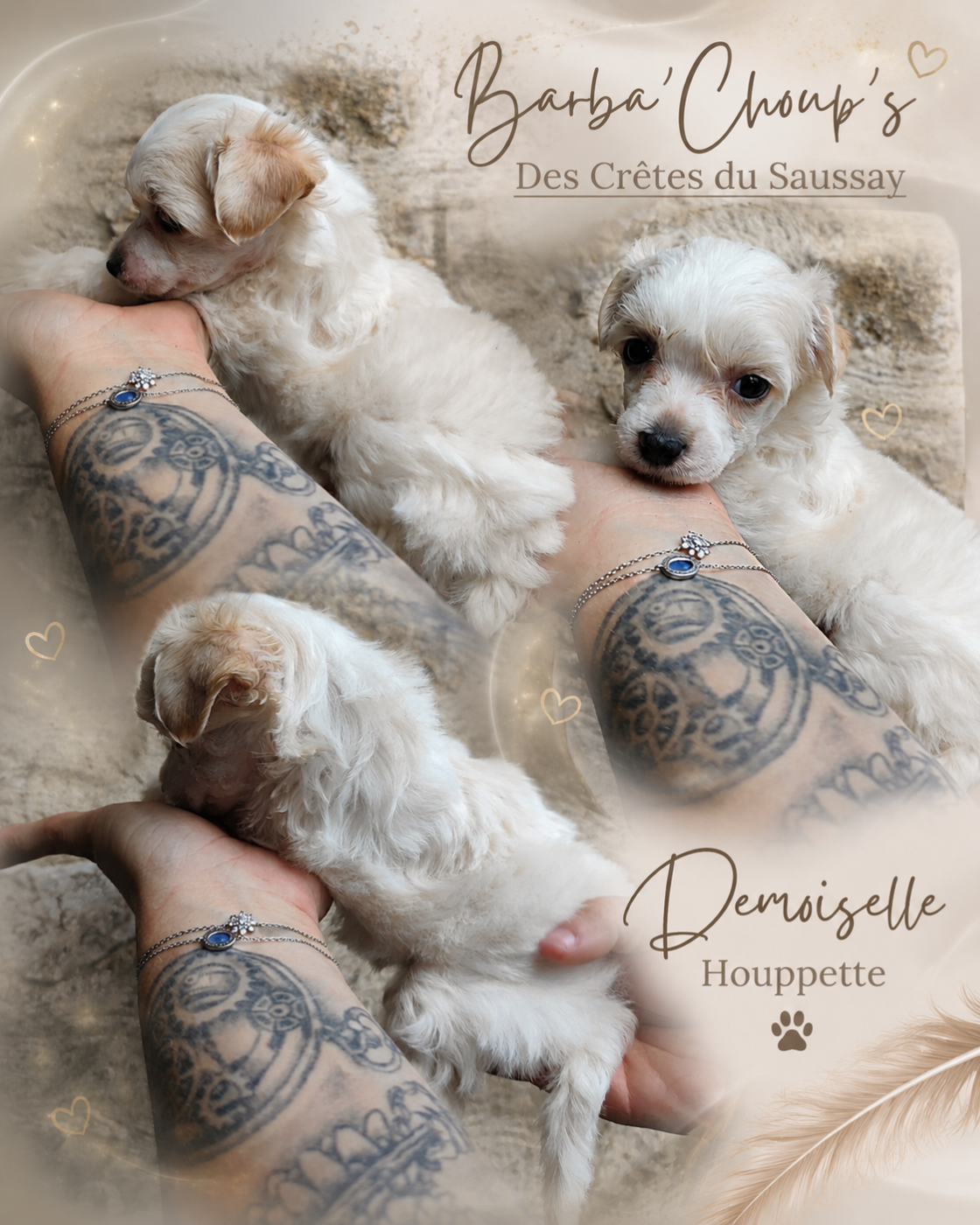 Des Crêtes Du Saussay - Chiots disponibles - Chien chinois à crête
