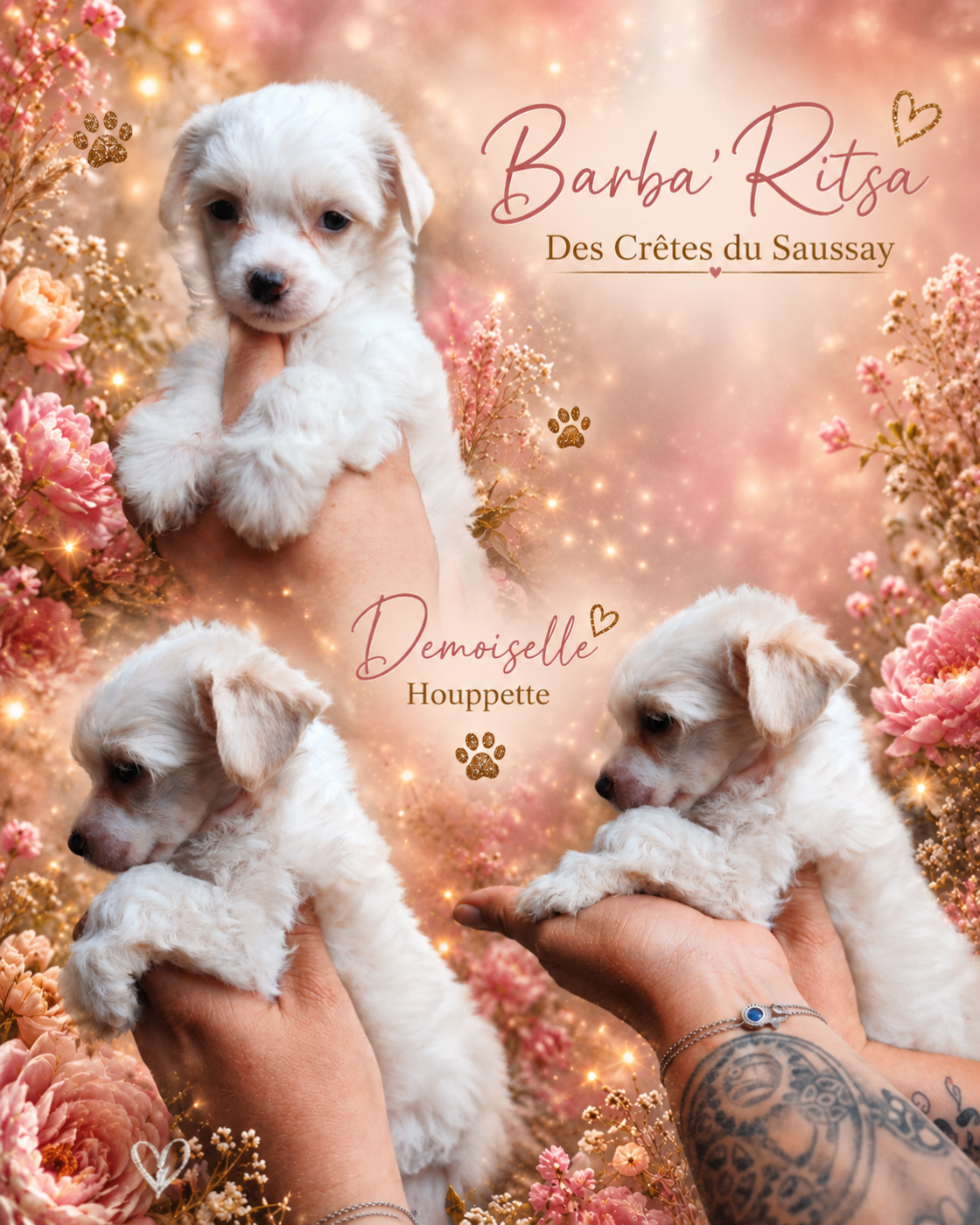 Des Crêtes Du Saussay - Chiots disponibles - Chien chinois à crête