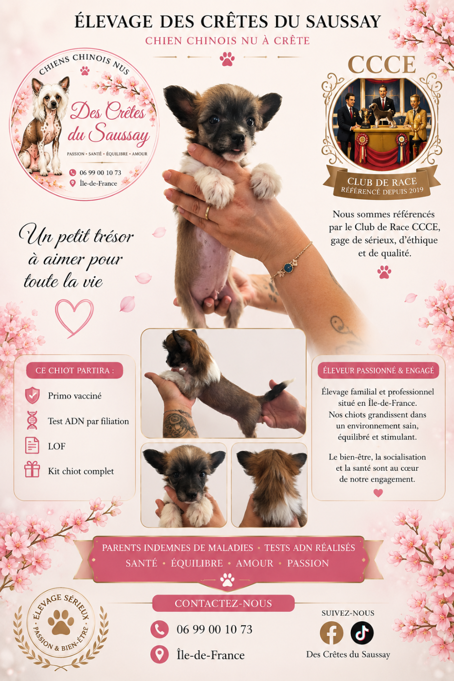 Des Crêtes Du Saussay - Chiots disponibles - Chien chinois à crête