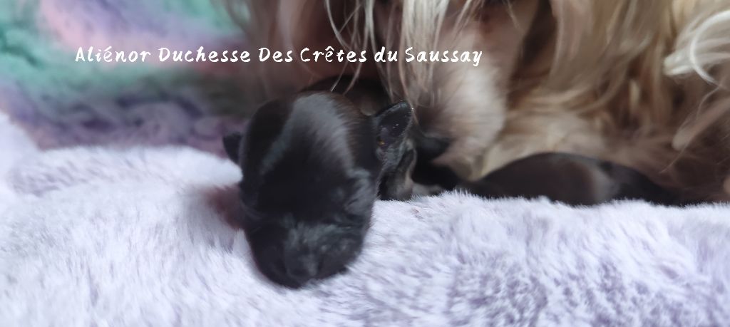 Des Crêtes Du Saussay - Chiots disponibles - Chien chinois à crête