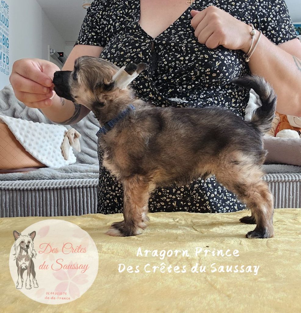 Des Crêtes Du Saussay - Chiots disponibles - Chien chinois à crête