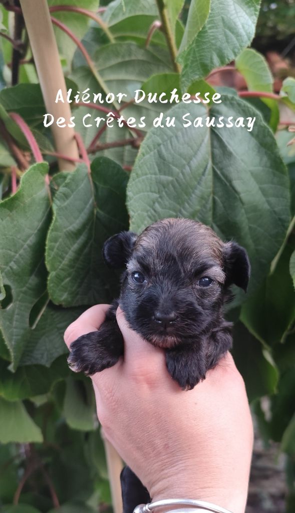 Des Crêtes Du Saussay - Chiots disponibles - Chien chinois à crête