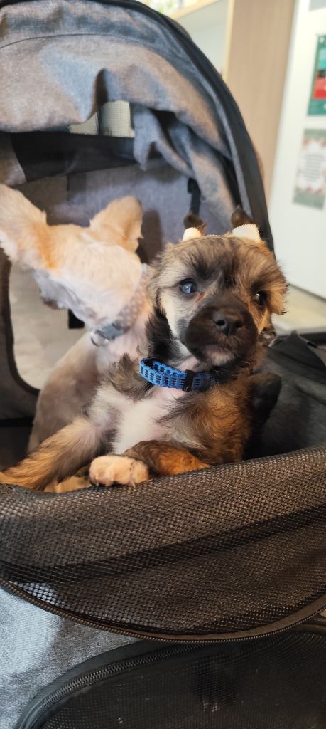 Des Crêtes Du Saussay - Chiots disponibles - Chien chinois à crête