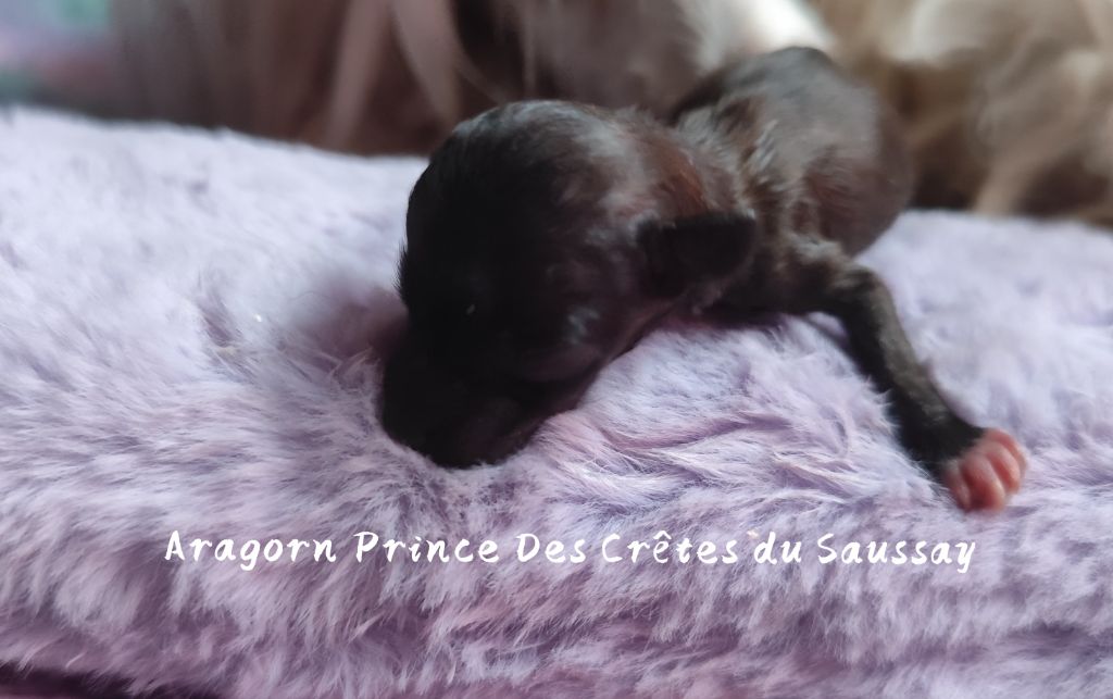 Des Crêtes Du Saussay - Chiots disponibles - Chien chinois à crête
