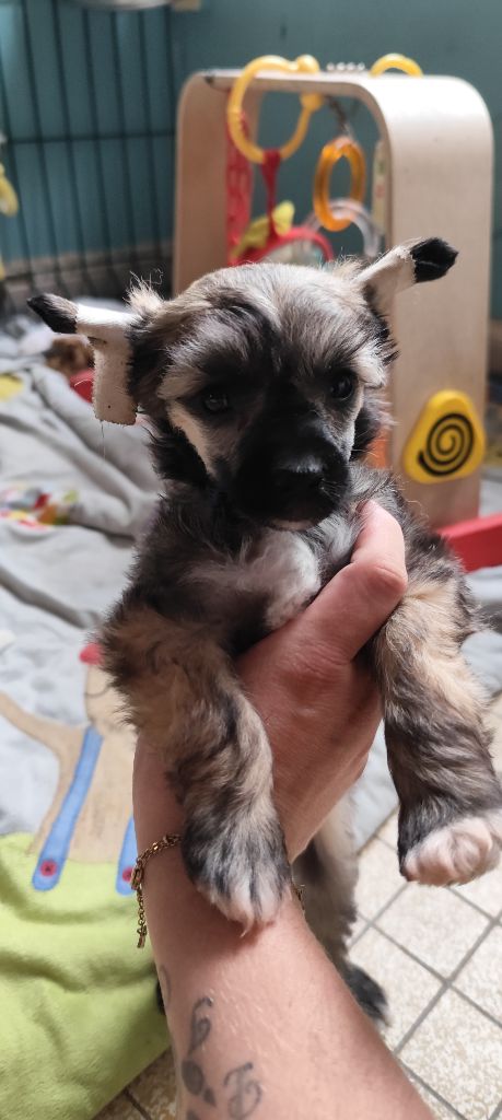 Des Crêtes Du Saussay - Chiots disponibles - Chien chinois à crête
