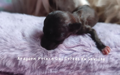 Aragorn Prince Des Crêtes du Saussay 
