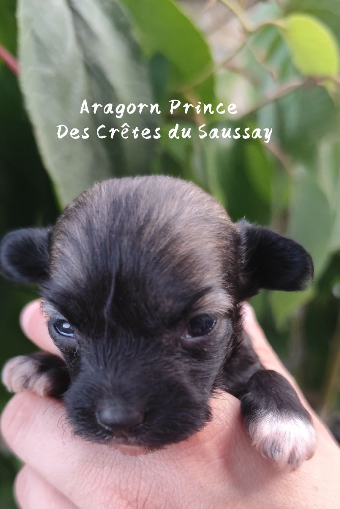 Des Crêtes Du Saussay - Chiots disponibles - Chien chinois à crête