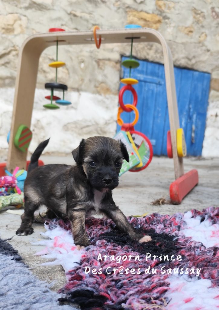 Des Crêtes Du Saussay - Chiots disponibles - Chien chinois à crête