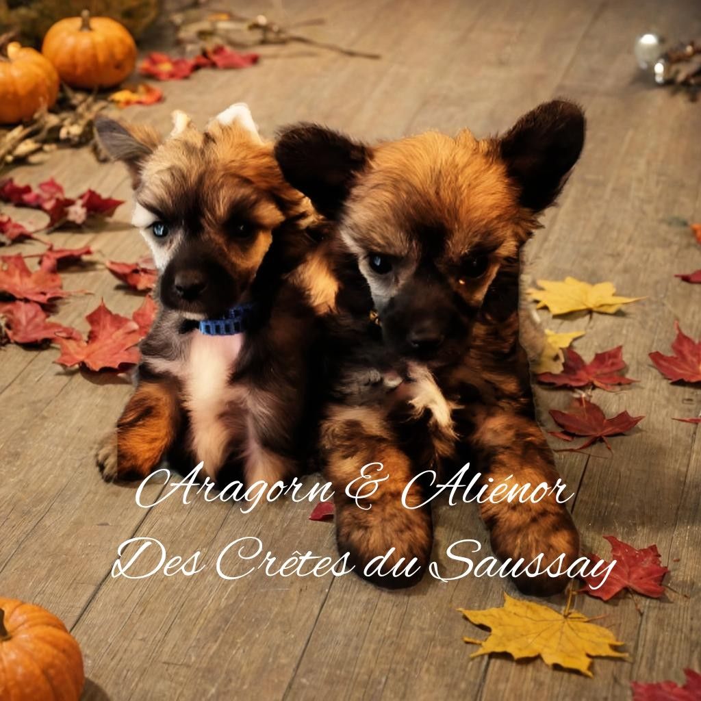 Chiot Chien chinois à crête Des Crêtes Du Saussay