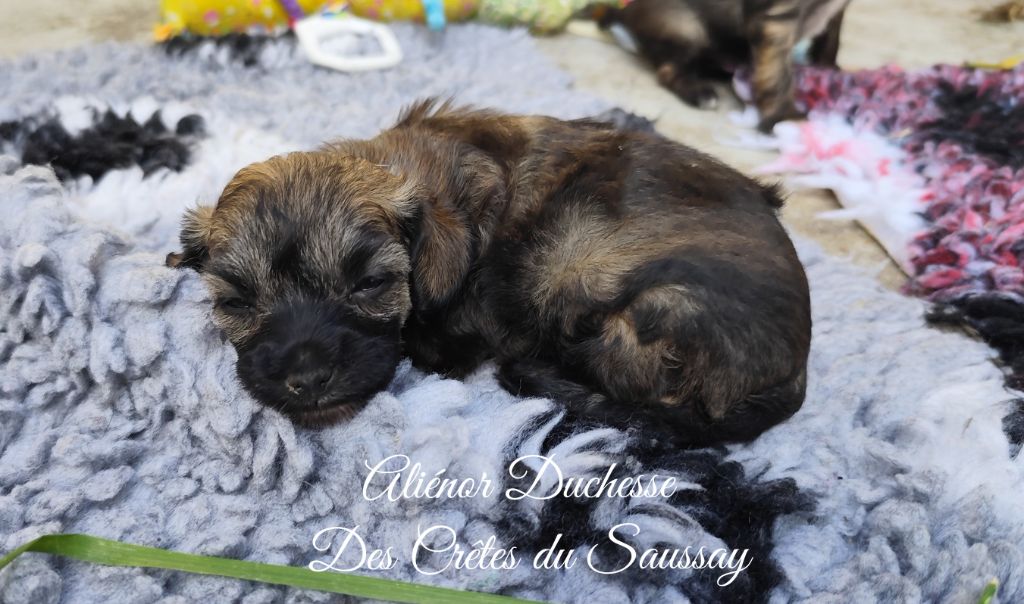 Des Crêtes Du Saussay - Chiots disponibles - Chien chinois à crête