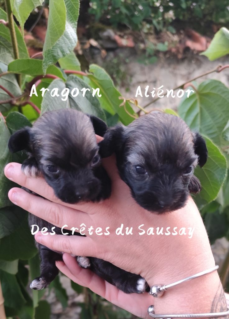 Chiot Chien chinois à crête Des Crêtes Du Saussay